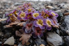 垫状动物改良泥土情况